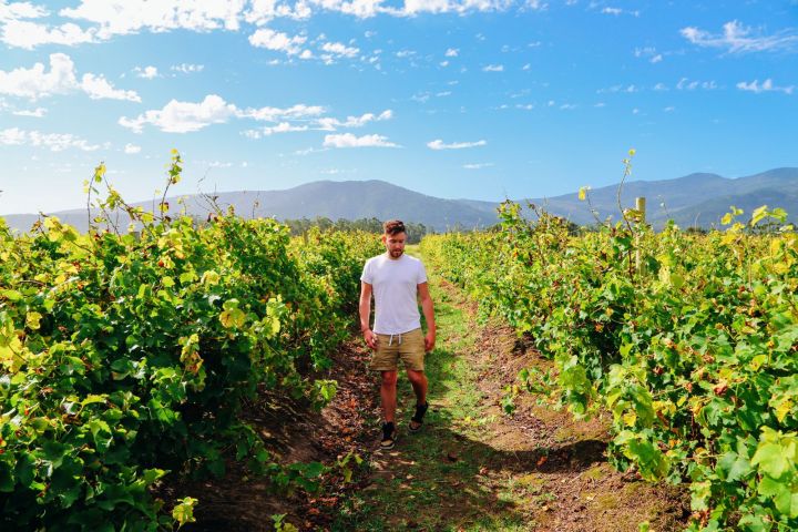 man walking at vineyards