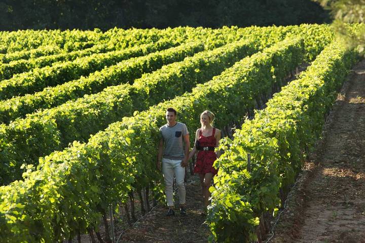 couple waklking in vineyards