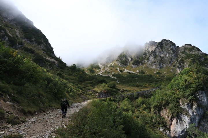 a herd of sheep walking across a lush green hillside