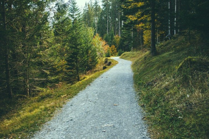 a path with trees on the side of a road