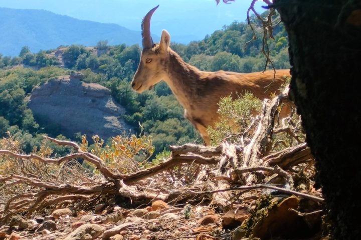 a goat standing on top of a mountain
